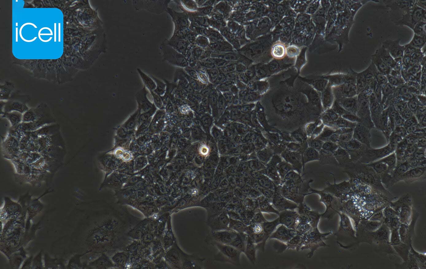 DLD-1 | DLD-1细胞 | DLD1细胞 | DLD