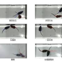 自由活动社交行为分析软件