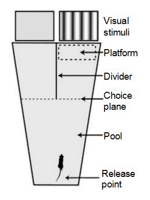 视觉水迷宫视频分析系统