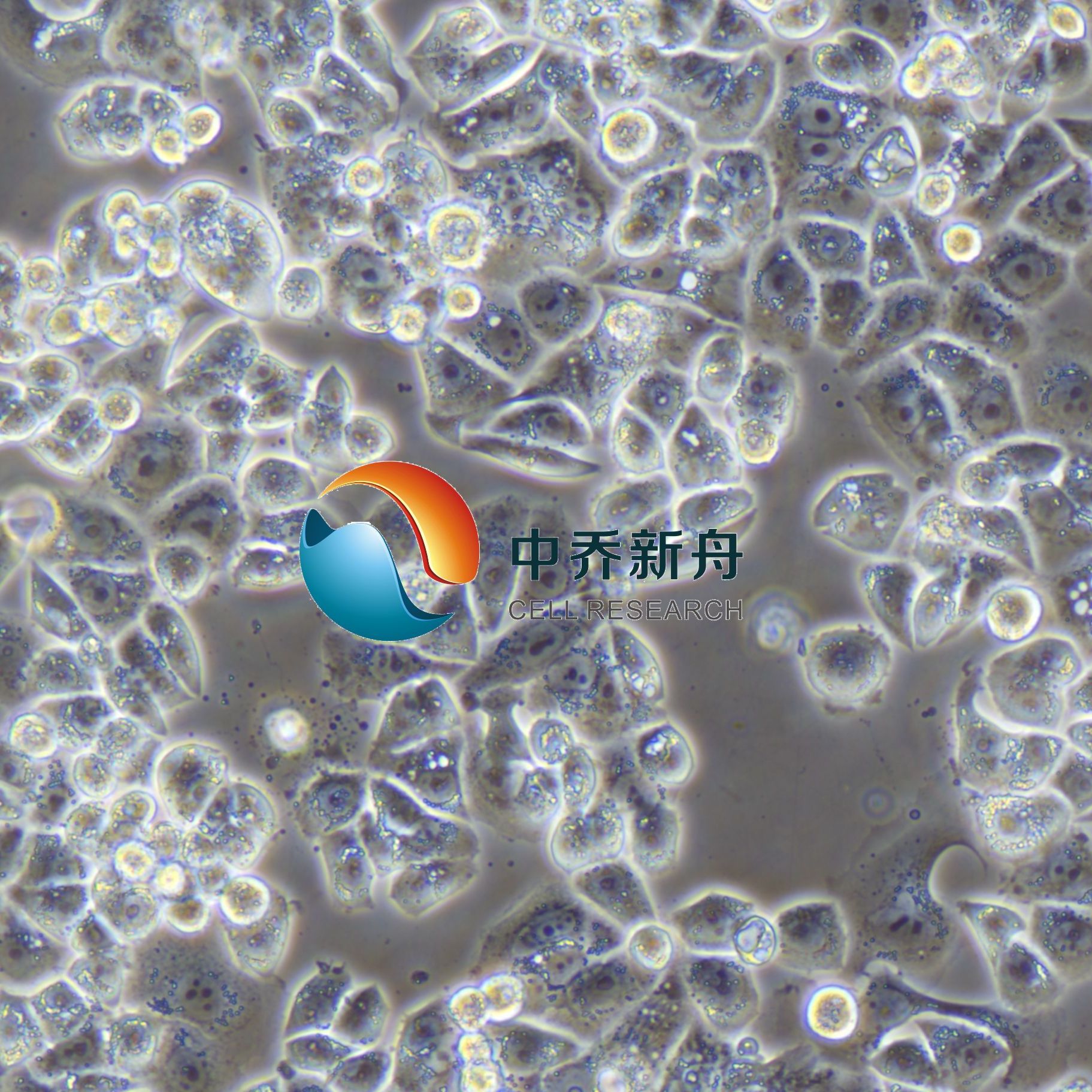 AU565人乳腺癌细胞