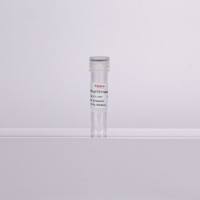 2X热启动探针法qPCR预混液