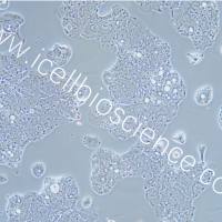 SW948细胞、SW-948细胞、SW-948、SW948、人结肠腺癌细胞/STR鉴定/镜像绮点