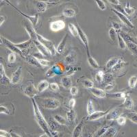 786-O [786-0]人肾透明细胞腺癌细胞