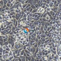 MSTO-211H人肺癌细胞株