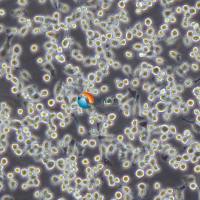 BV2小鼠小胶质瘤细胞