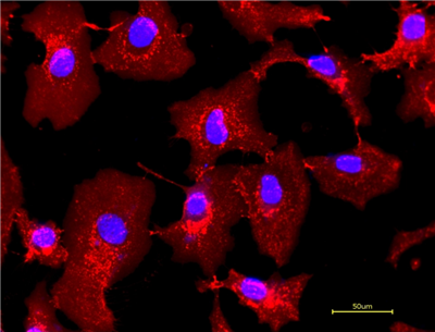 iFluor 555-麦胚凝集素(WGA)结合物：省钱大作战