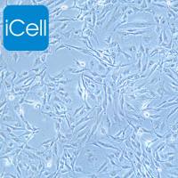 8305C细胞、8305-C细胞、8305-C、8305C、人甲状腺癌细胞（未分化）/STR鉴定