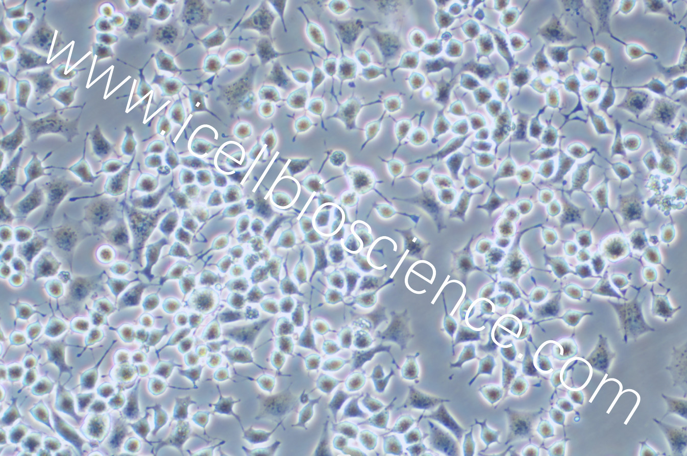 RLE-6TN细胞、RLE6TN细胞、RLE-6TN、RLE