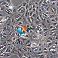 ACHN人肾细胞腺癌细胞