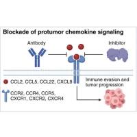 维百奥生物代理辰辉创聚生物Nebulabio Chemokine信号通路相关蛋白