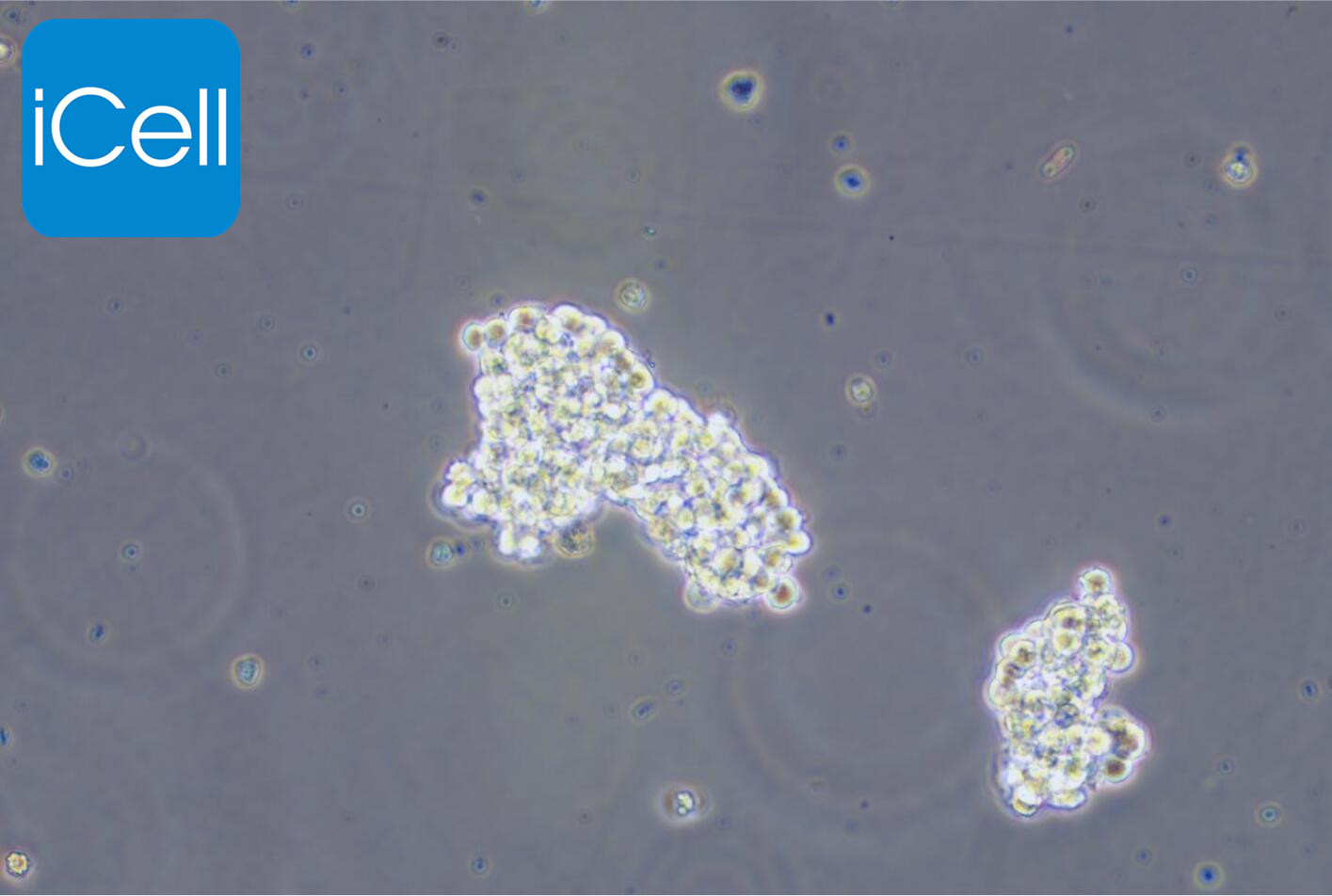 SHP-77细胞、SHP-77、SHP77细胞、SHP77、