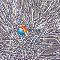 OP9小鼠骨髓基质细胞