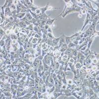 293FT细胞、293-FT细胞、293FT、293-FT、人胚肾细胞/STR鉴定/镜像绮点(Cellverse)