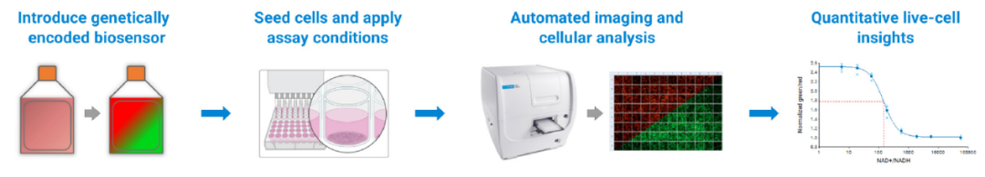 可视化细胞代谢新方案：比例荧光生物传感器的自动成像与分析
