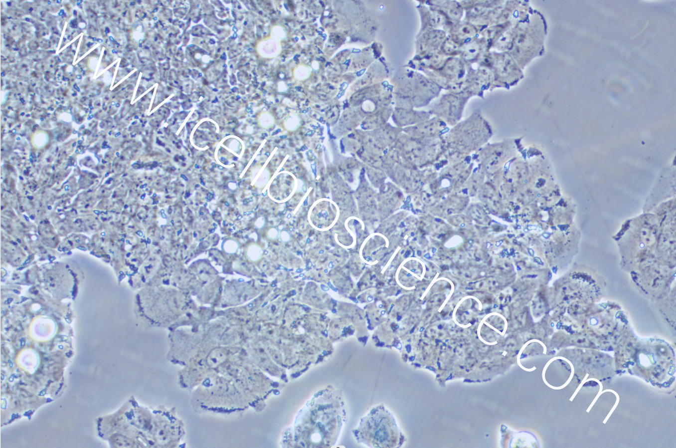 SW948细胞、SW-948细胞、SW-948、SW948、