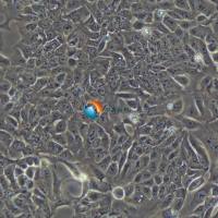 DLD-1人结直肠腺癌上皮细胞