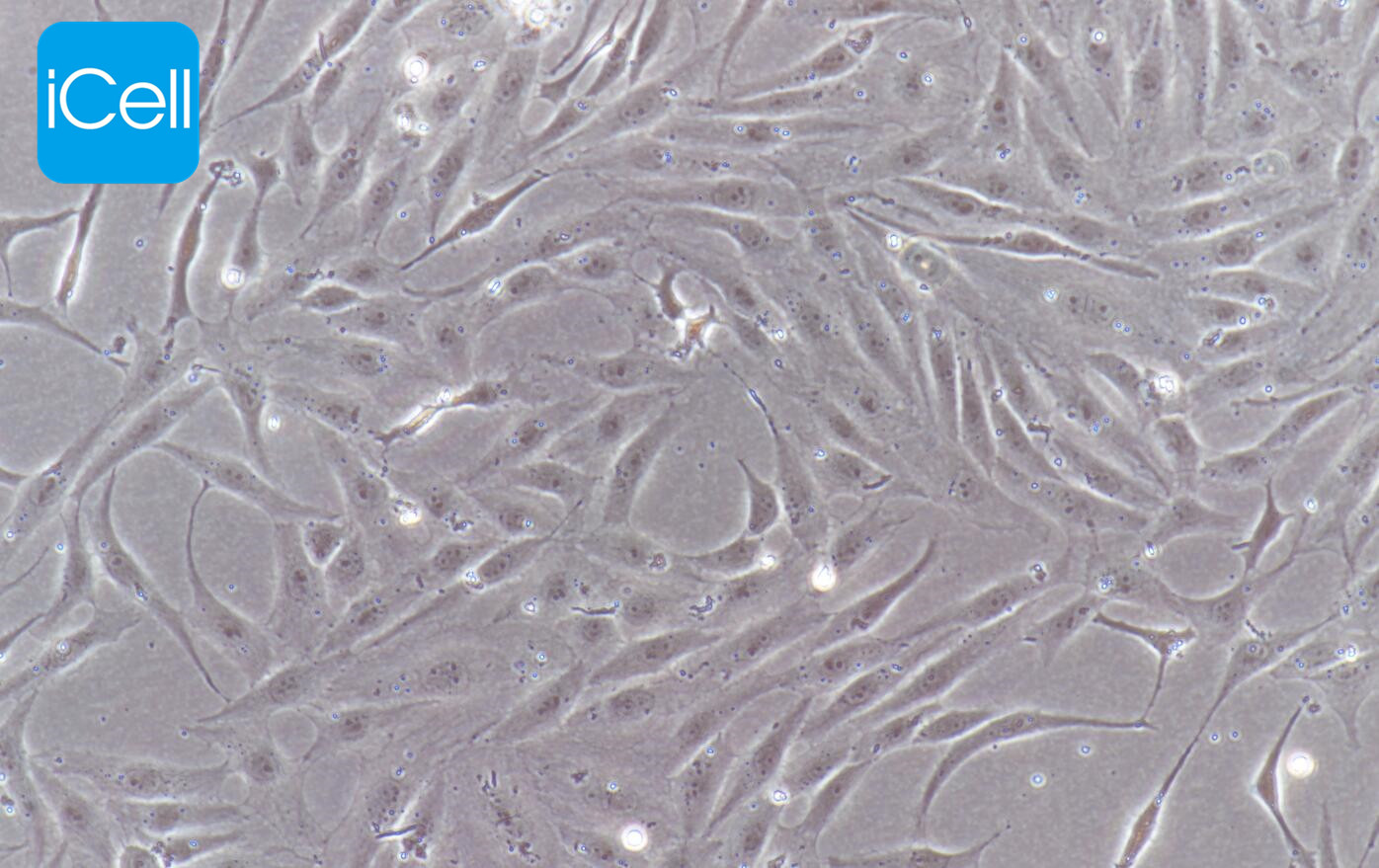 pac2细胞、pac-2细胞、pac-2、pac2、斑马鱼胚