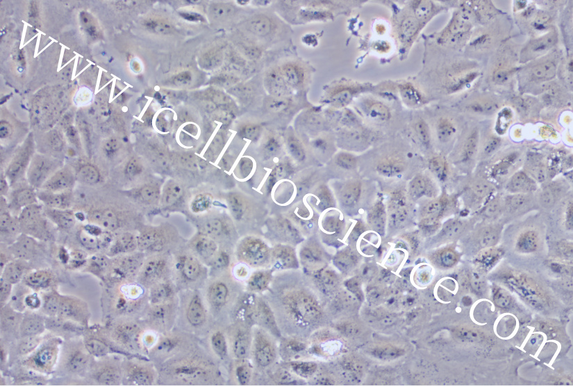 KYSE-520细胞、KYSE520细胞、KYSE-520、