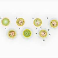 包载白藜芦醇RES的脂质体被Angiopep-2和低密度脂蛋白受体相关蛋白LRP1修饰