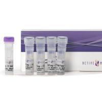 CUT&Tag-IT® Spike-In Control, Anti-Mouse53173