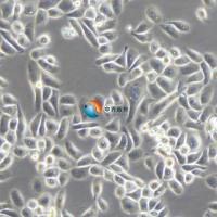 RWPE-1人正常前列腺上皮细胞