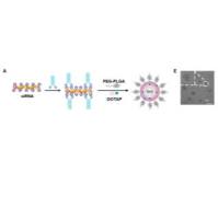负载 siRNA/MTO 的聚合物脂质复合型囊泡 VNP（由两亲性嵌段共聚物 mPEG-b