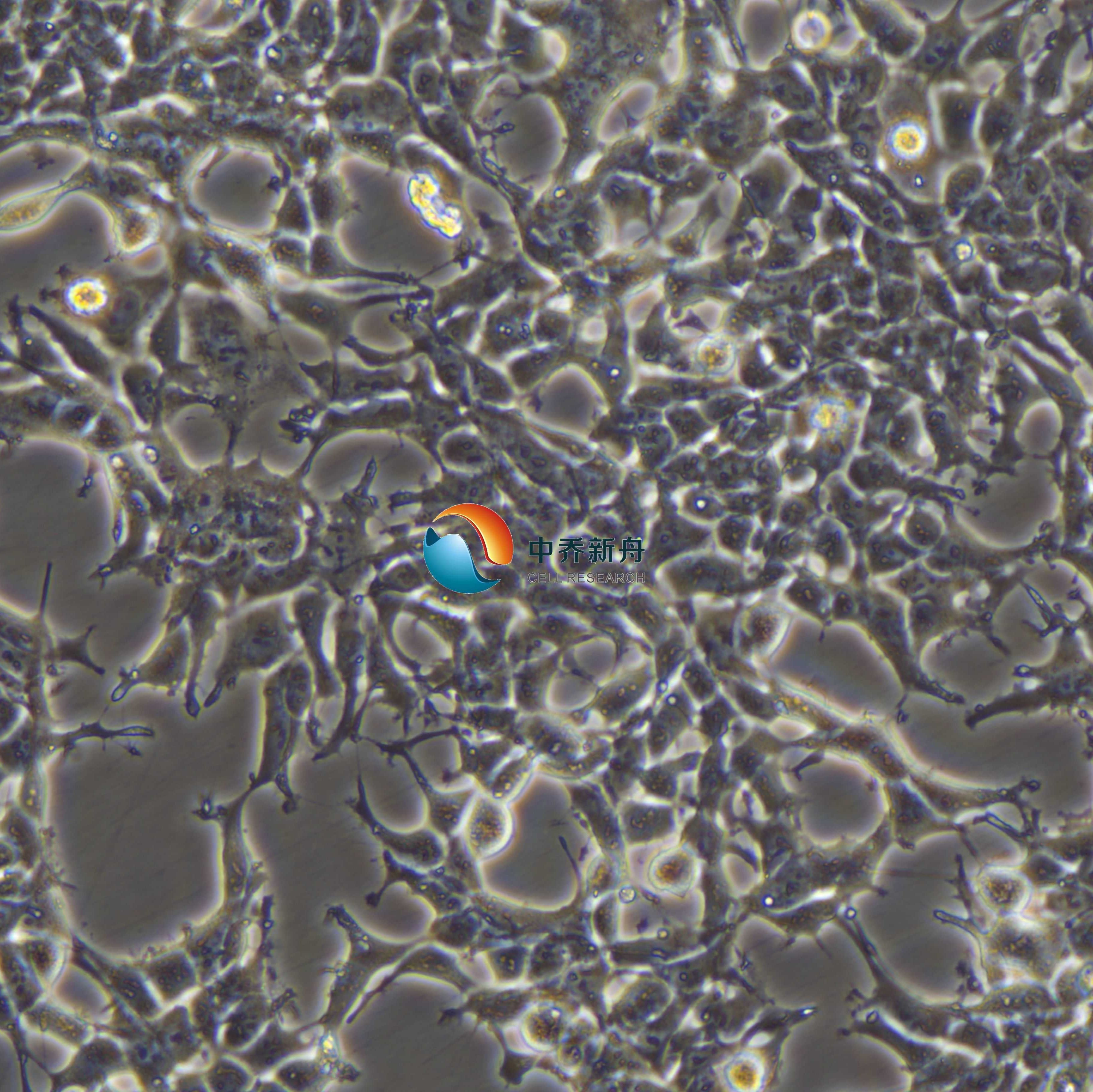 2V6.11人胚肾细胞