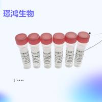 羊抗小鼠IgG-HRP（Goat Anti Mouse IgG/HRP）