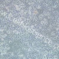 C666-1细胞 | C6661细胞 | C666-1 | C6661 | 人鼻咽