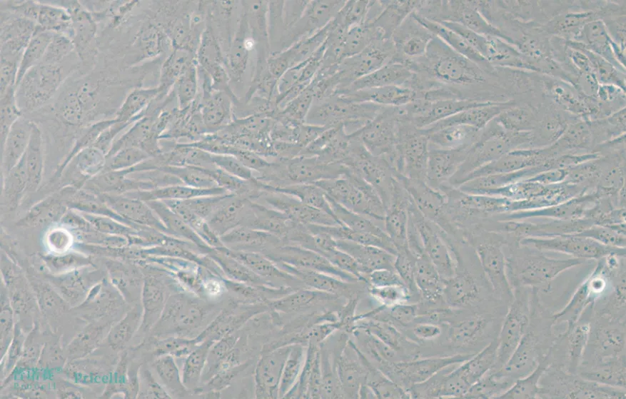 BEAS-2B在DMEM培养基(含10%血清) BEAS-2B在DMEM培养基(含10%血清)