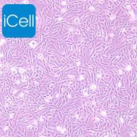 Lec1细胞、Lec-1细胞、Lec-1、Lec1、仓鼠卵巢细胞/STR鉴定/镜像绮点生物