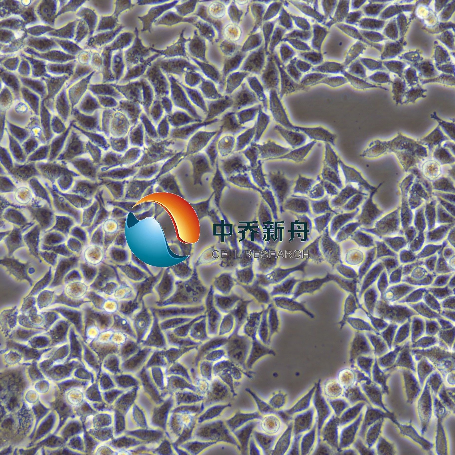 RKO人结肠腺癌细胞