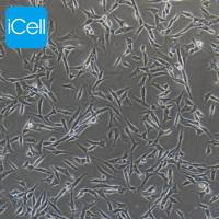 Duck embryo细胞、Duckembryo细胞、Duck embryo、鸭胚成纤维细胞(永生化)/种属鉴定