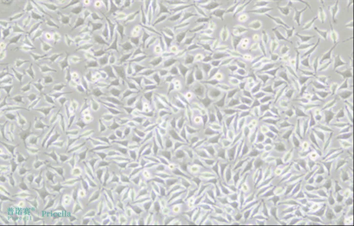 L-929细胞更换血清一周后 L-929细胞更换血清一周后