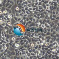 MDA-MB-468人乳腺癌细胞