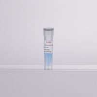 2×高特异性通用染料法qPCR预混液)