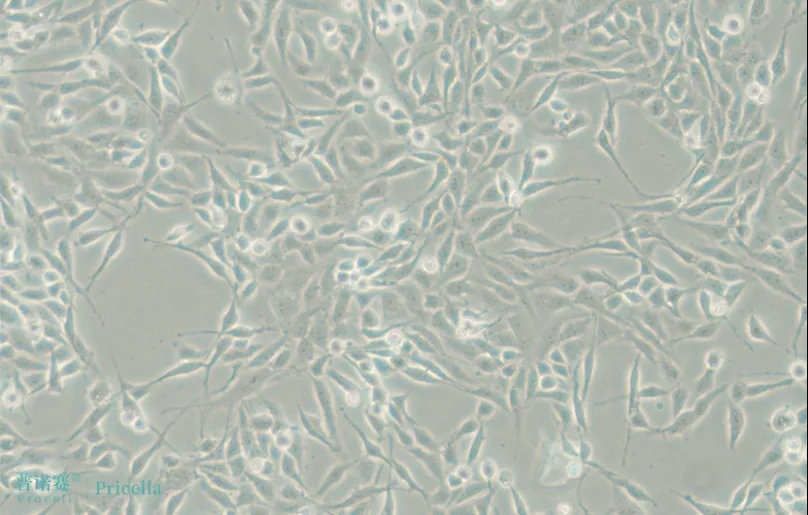 BEAS-2B在BEGM培养基(不含血清)中的培养 BEAS-2B在BEGM培养基(不含血清)中的培养
