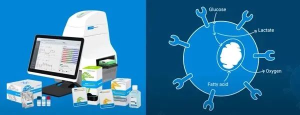 在线讲座 | 在生产过程中评估影响 CAR-T 细胞效力、代谢适应性和表型的关键工艺参数
