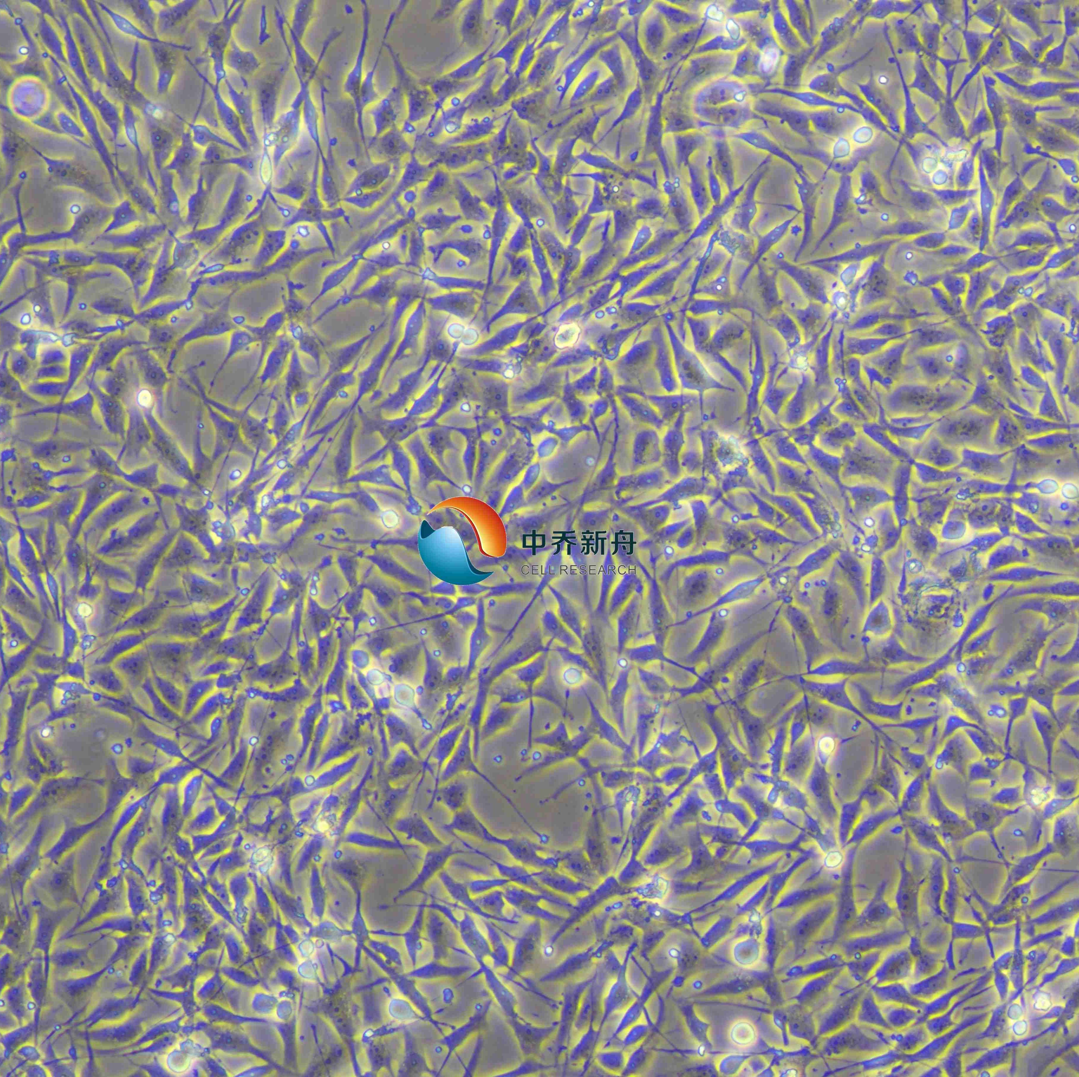 BEAS-2B 人正常肺上皮细胞