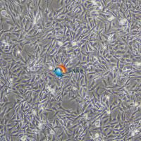 BEAS-2B 人正常肺上皮细胞