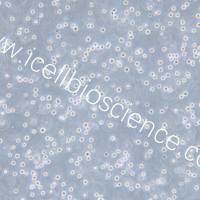 MV-4-11、MV-4-11细胞、MV411细胞、MV411、人髓性单核细胞白血病细胞/STR