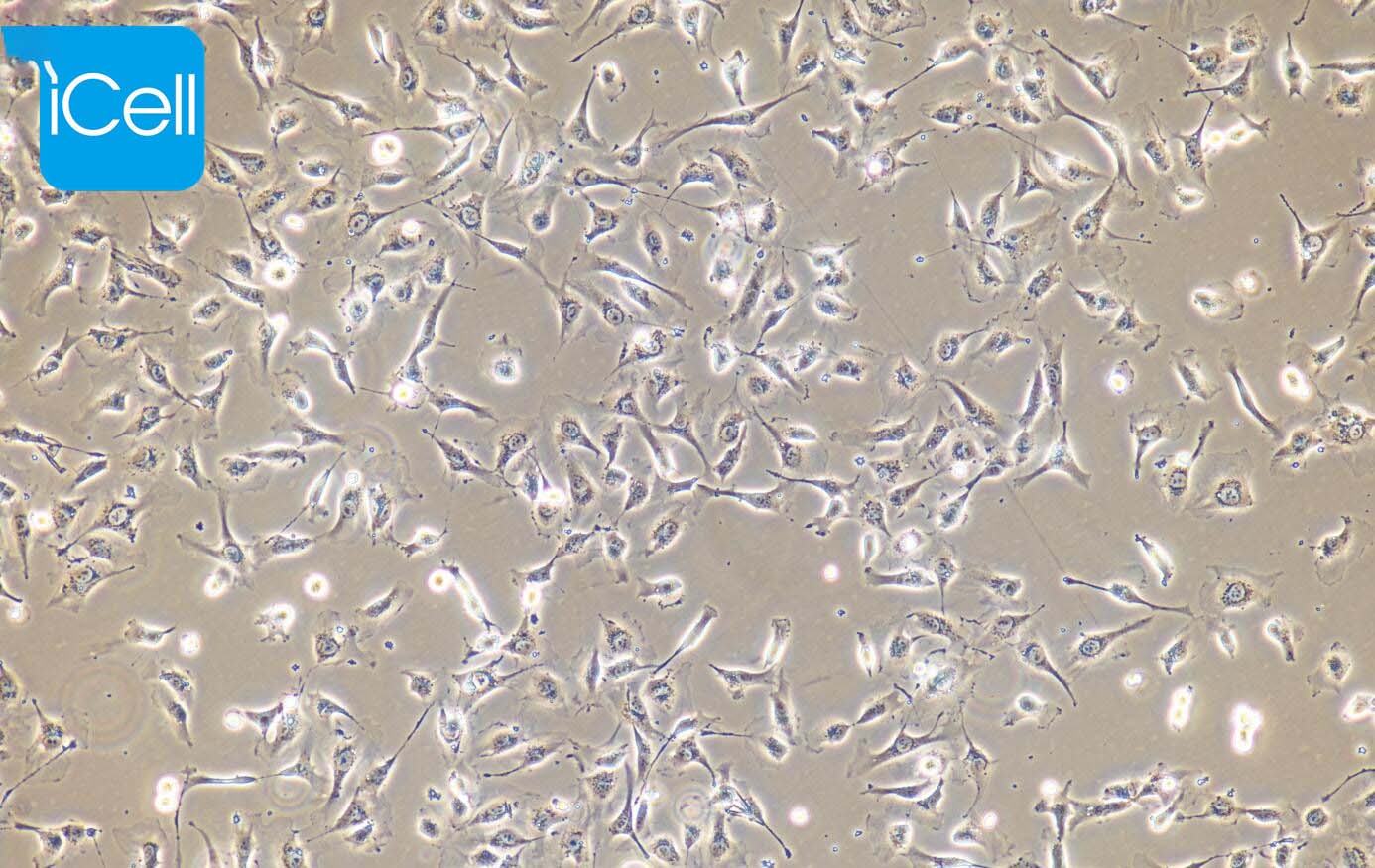 EA.hy926、EA.hy926细胞、EA.hy926细胞