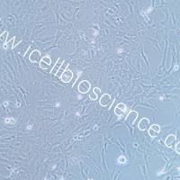 RF/6A细胞、RF-6A细胞、RF-6A、RF6A、猴脉络膜-视网膜内皮细胞/镜像绮点(Cellverse)