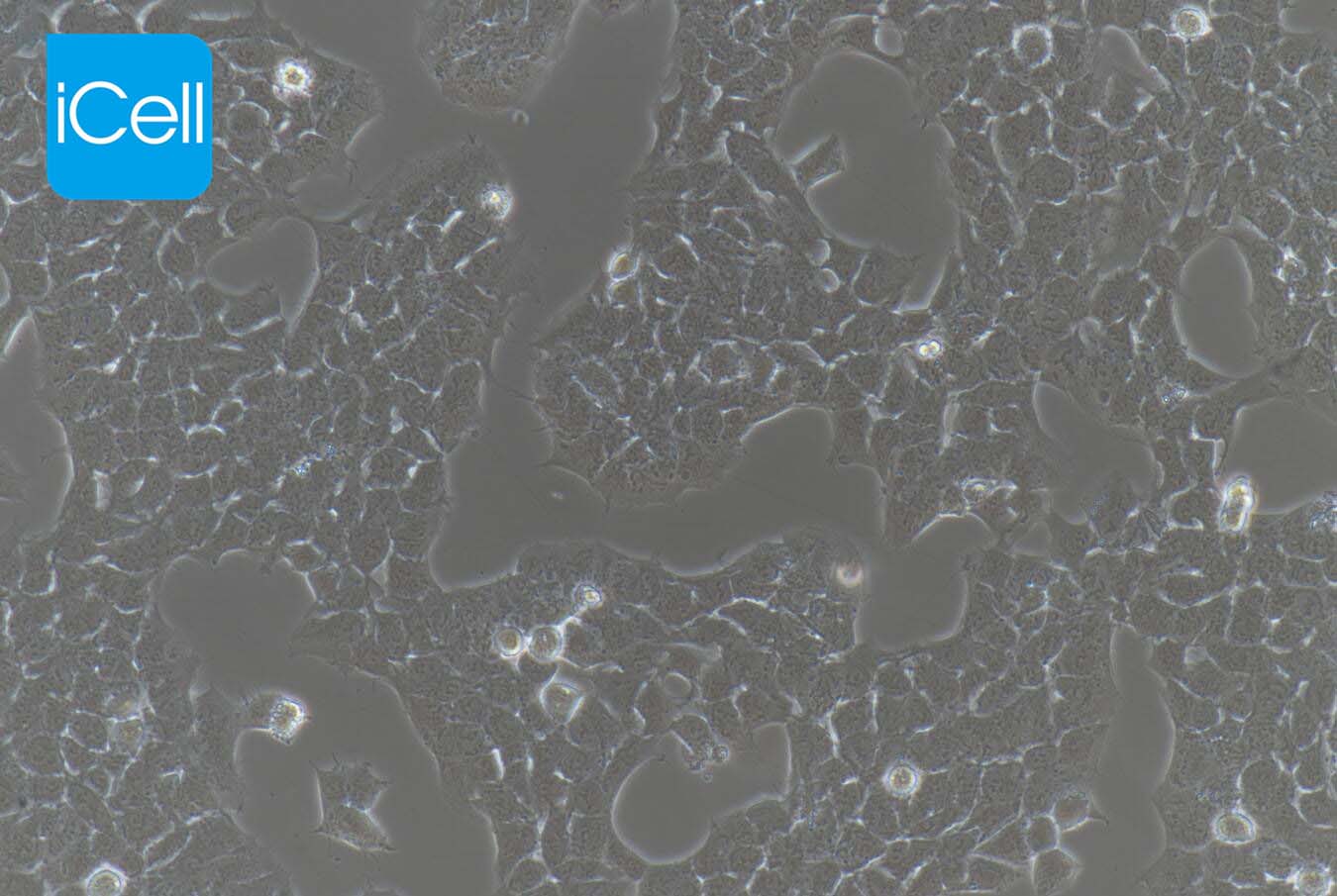 A673细胞、A673细胞、A-673、A673、人横纹肌瘤