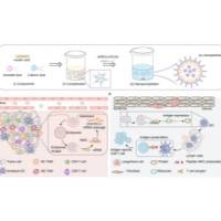 负载siRNA的聚合物脂质复合型核酸药物递送系统 NP由mPEG-b-PLGA，DOTAP和DLin-MC3-DMA组成