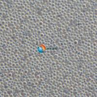 CEM/C1人急性淋巴细胞白血病细胞