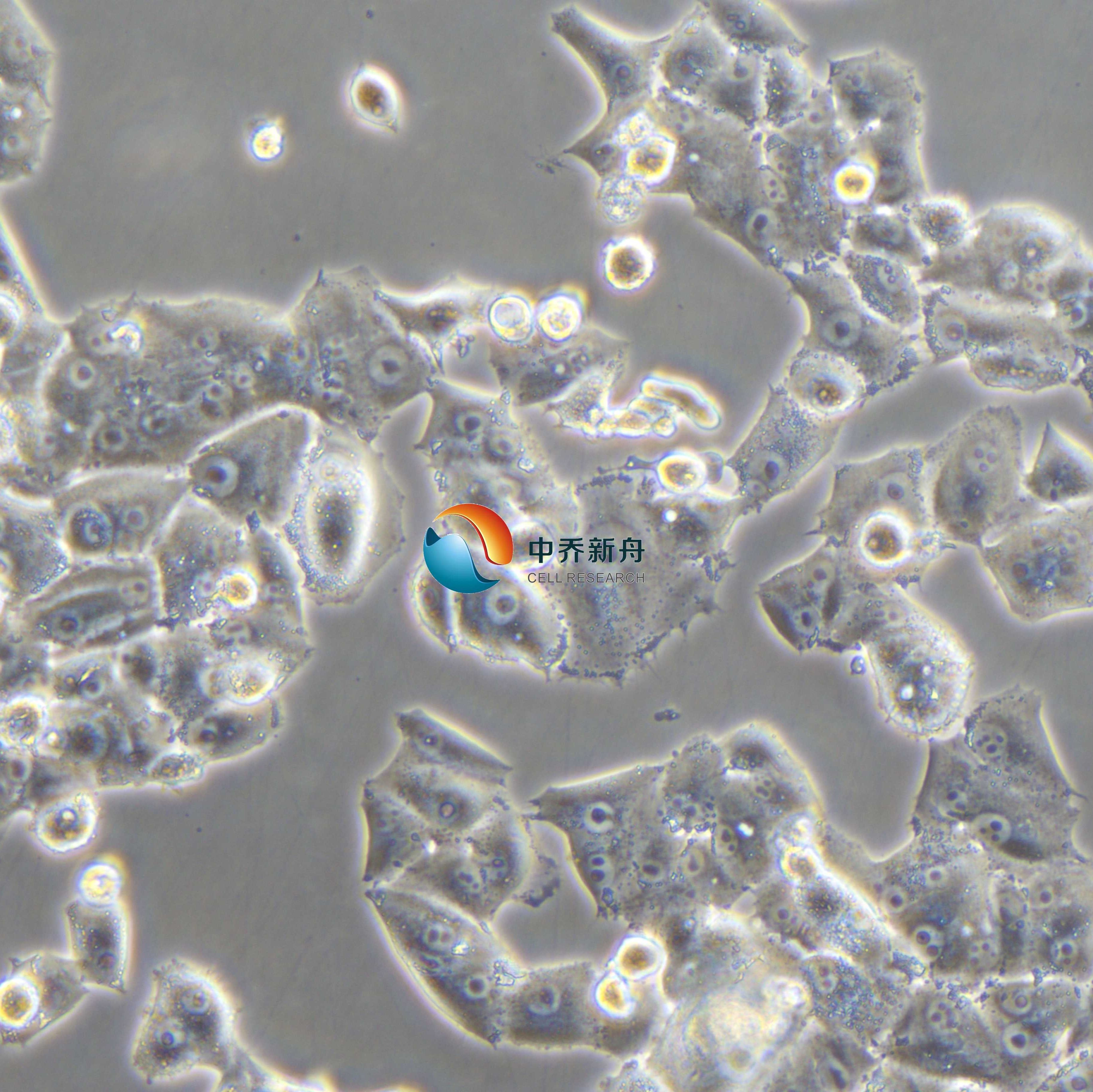NCI-H1395人肺腺癌细胞