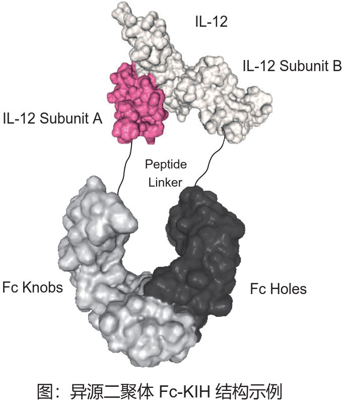 BioXCell免疫治疗背景下的InVivo细胞因子及抗体