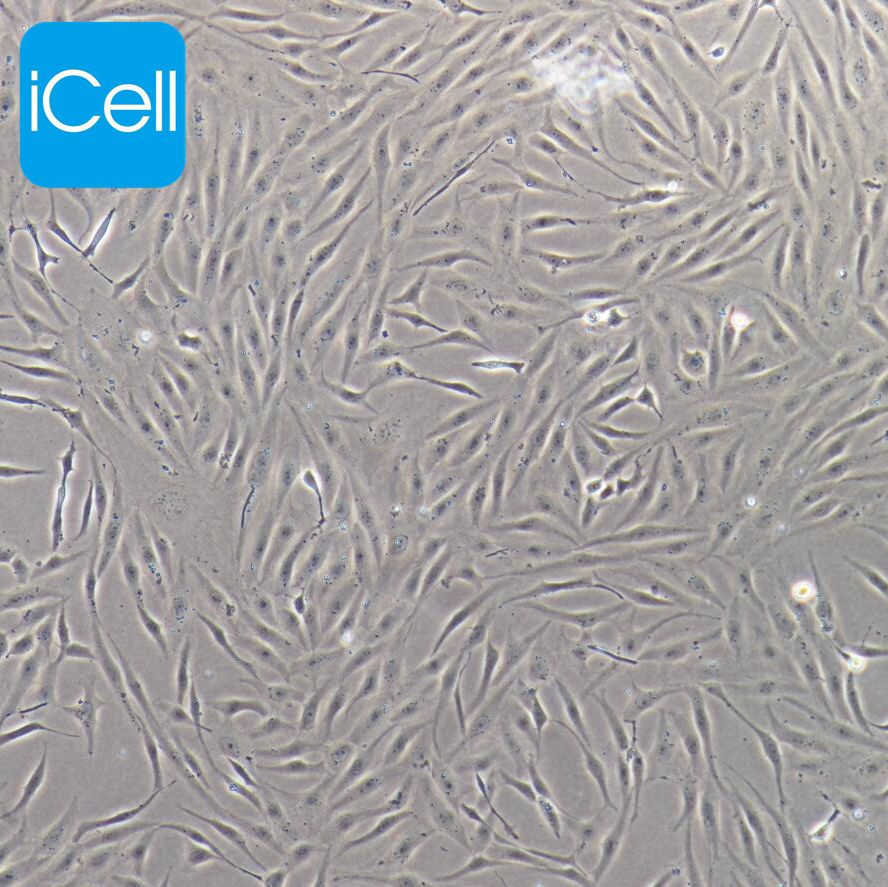 pac2细胞、pac-2细胞、pac-2、pac2、斑马鱼胚胎成纤维细胞/种属鉴定/镜像绮点(Cellverse)