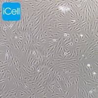 pac2细胞、pac-2细胞、pac-2、pac2、斑马鱼胚胎成纤维细胞/种属鉴定/镜像绮点
